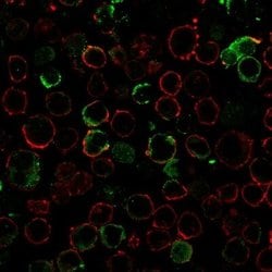 LMO2 Antibody (LMO2/3147R) - Azide and BSA Free, Novus Biologicals 100 &mu;g | Buy Online | Novus Biologicals | Fisher Scientific